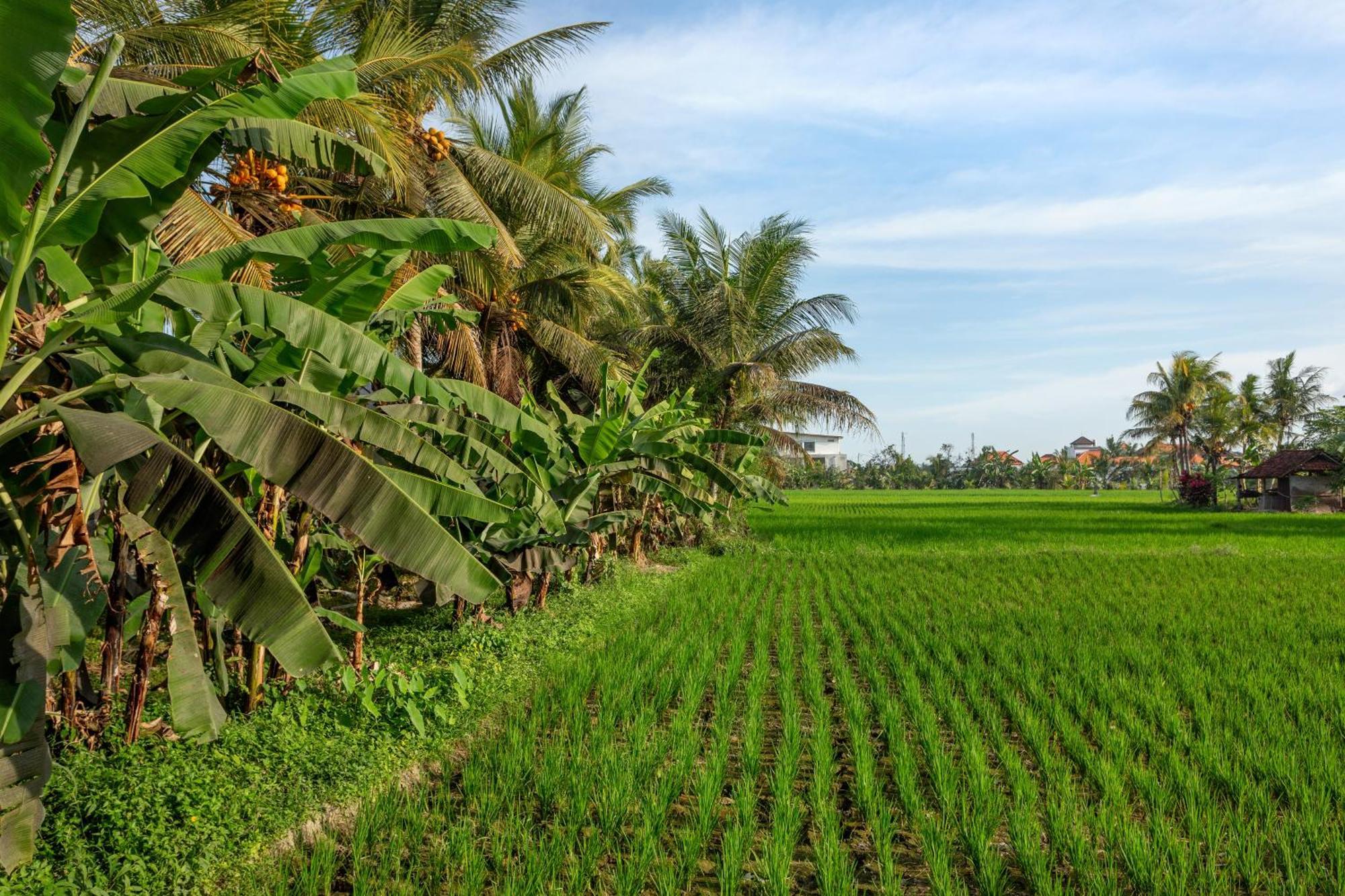 Green Flow Ubud Villas III Dış mekan fotoğraf