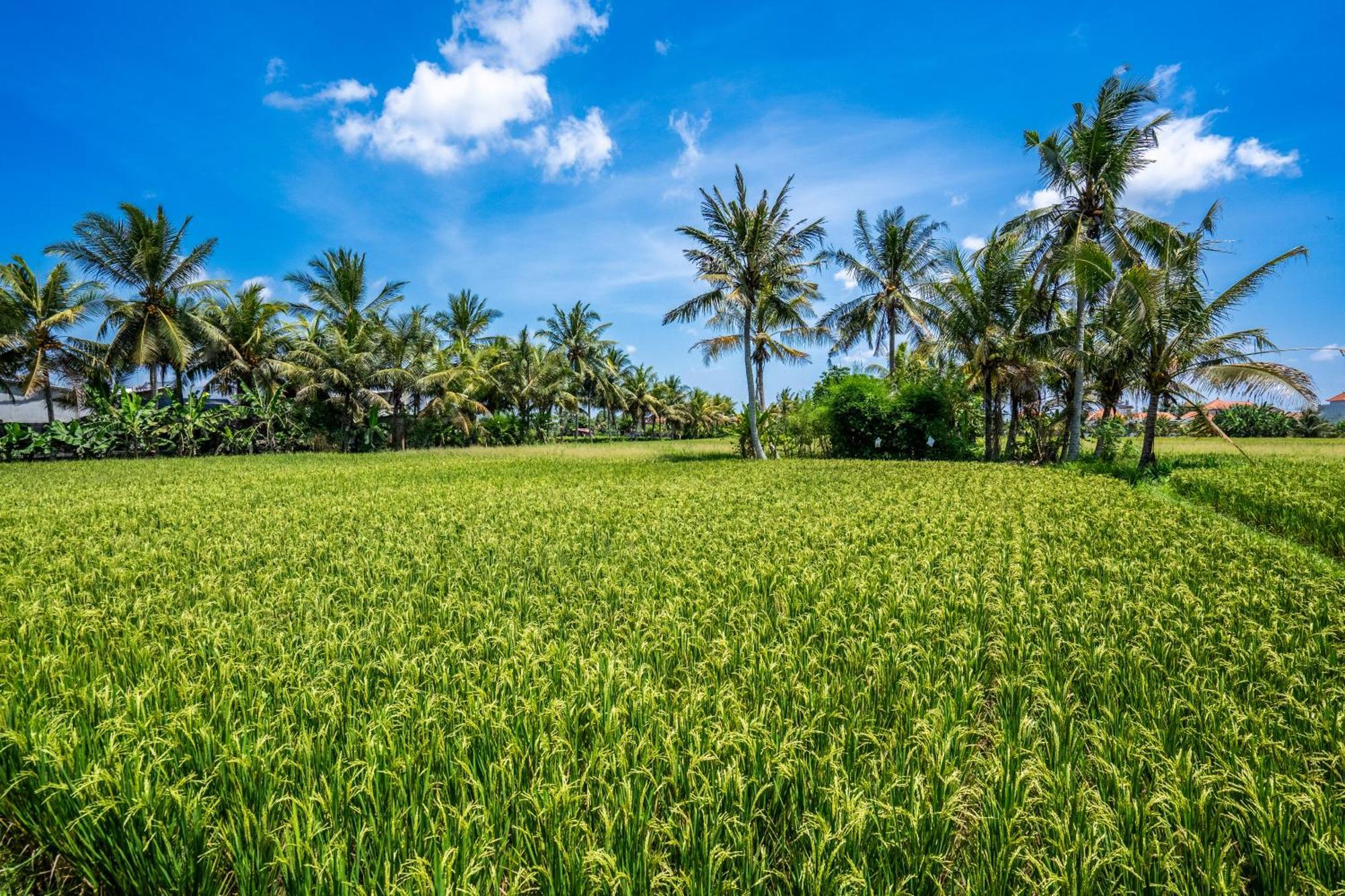 Green Flow Ubud Villas III Dış mekan fotoğraf